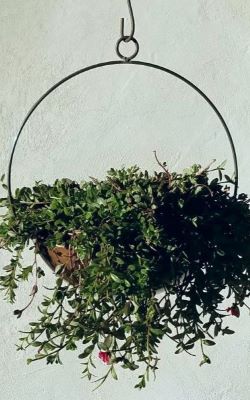 Blue Moon Planter
